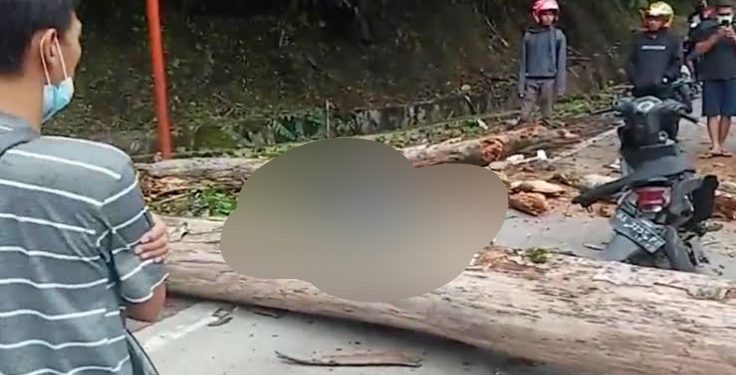 Tragis! Pengendara Motor Tewas Tertimpa Pohon di Padang