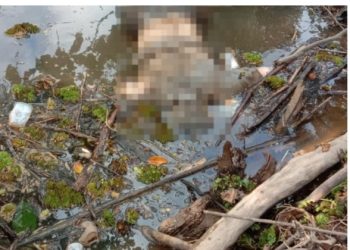 Geger Pria Paruh Baya Ditemukan Meninggal Mengambang di Sungai Pasaman Barat