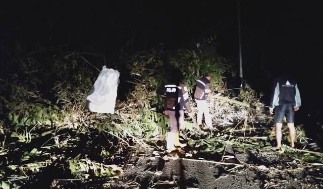 Tragis! Pengendara Motor Tewas Tertimpa Pohon di Padang