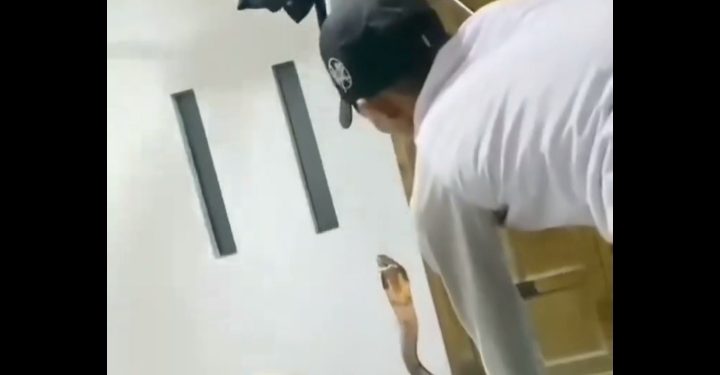 Ngeri! King Cobra Berukuran Lebih dari 3 Meter Masuk ke dalam Kamar Warga di Solok Selatan