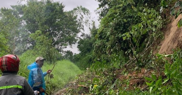 Bukittinggi: Pohon Tumbang di Ngarai Sianok Menghambat Akses Jalan Akibat Hujan Lebat