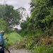 Bukittinggi: Pohon Tumbang di Ngarai Sianok Menghambat Akses Jalan Akibat Hujan Lebat