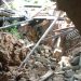 Bocah SD 8 Tahun Hanyut Terbawa Arus Saat Mandi di Sungai Padang