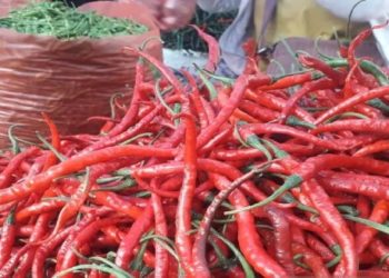 Kenaikan Harga Cabai Merah di Padang