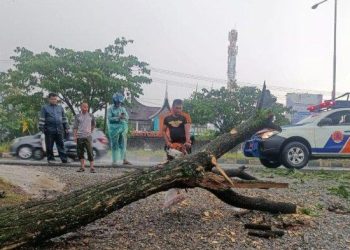 Tiga Pohon Tumbang di Padang Akibat Hujan Deras dan Angin Kencang