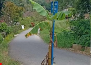 Warga Sungai Naniang Tanam Pisang di Tengah Jalan, Begini Respon Doni Ikhlas : Perbaikan Jalan Tahun 2024