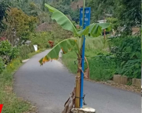 Warga Sungai Naniang Tanam Pisang di Tengah Jalan, Begini Respon Doni Ikhlas : Perbaikan Jalan Tahun 2024