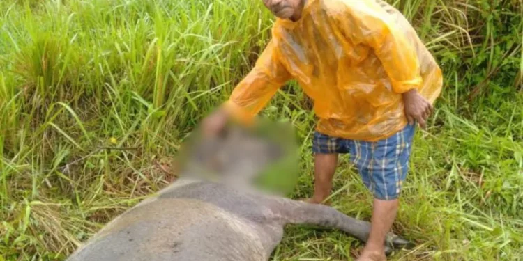 Jalan Padang-Painan Terputus Akibat Longsor, Sejumlah Pengendara Terjebak di Lokasi