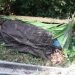 Penangkapan Dua Pengedar Ganja dengan Total 25 Kilogram oleh Polresta Bukittinggi