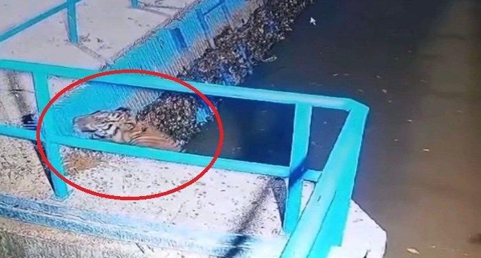 Polisi Tangkap Pencuri Handphone di Pasaman Barat, Tersangka Tertangkap di Rumahnya