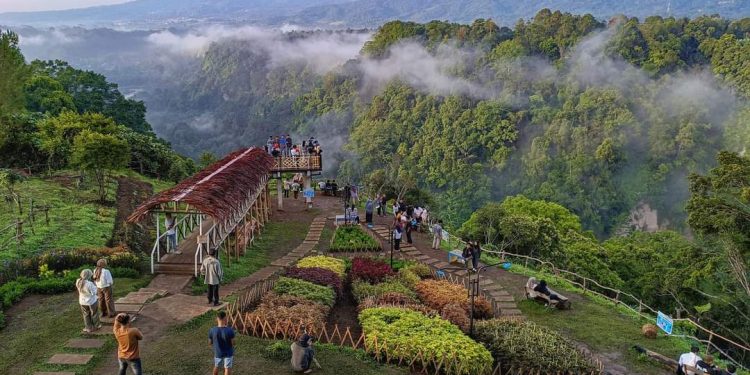 Sukses di Negeri Diatas Awan, Pedagang Ucapkan Terimakasih ke Bang Wako