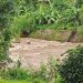 Geger, Penemuan Jasad Lansia di Sebuah Kebun