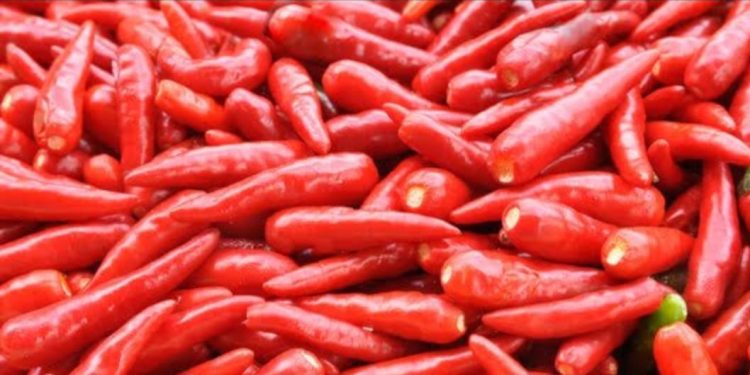 Cerita Cabe Berubah Jadi Politik di Bukittinggi, Ini Kata Ibu Ibu Pemetik..!