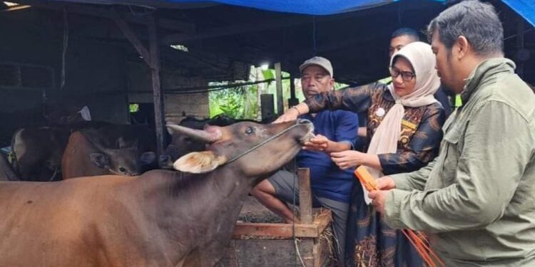 Pemeriksaan Hewan Kurban di Padang: 1.550 Hewan Dinyatakan Layak untuk Kurban