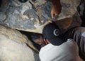 Viral Pencuri Terekam CCTV Saat Membobol Warung di Pakan Senayan Koto Nan 4
