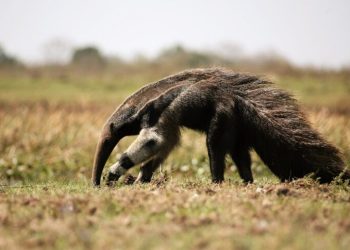 Kapolres Lima Puluh Kota Ungkap Kenaikan Tindak Pidana dan Kecelakaan Lalu Lintas dalam Beberapa Tahun Terakhir