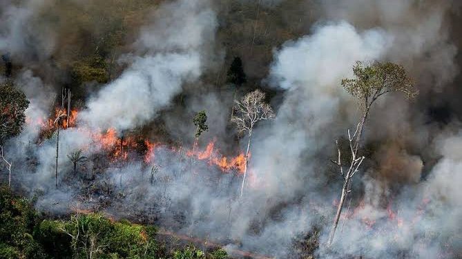 Dua Hektare Lahan Perkebunan di Agam Terbakar Diduga Akibat Cuaca Panas