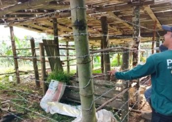 Kondisi Stadion Utama Sumbar Disorot: Lumpur dan Ular Muncul Sebelum Laga Liga 1