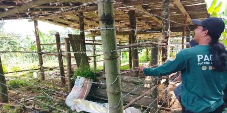 Kondisi Stadion Utama Sumbar Disorot: Lumpur dan Ular Muncul Sebelum Laga Liga 1