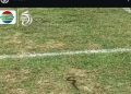 Kondisi Stadion Utama Sumbar Disorot: Lumpur dan Ular Muncul Sebelum Laga Liga 1