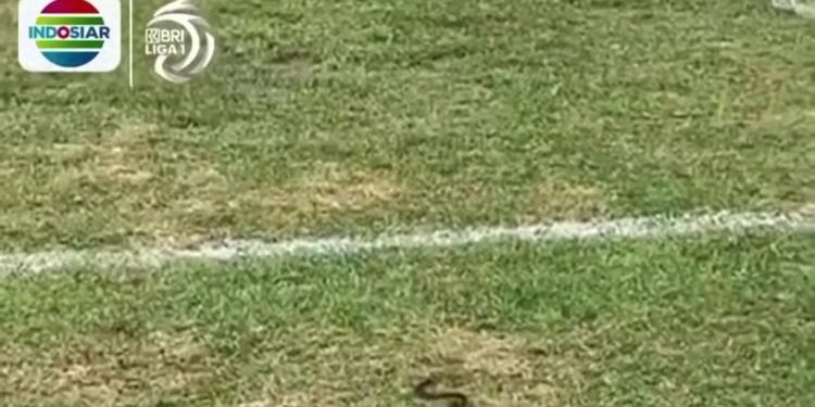 Kondisi Stadion Utama Sumbar Disorot: Lumpur dan Ular Muncul Sebelum Laga Liga 1