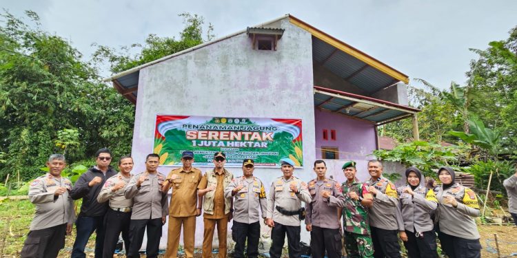 Program Nasional, Kapolsekta Bersama Camat MKS dan Danramil 01 Tanam Jagung 1 Juta Hektare di Bukittinggi