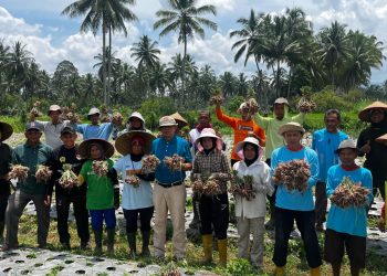 Wawako Payakumbuh Panen Bawang Bersama Petani di Koto Panjang Payobasung