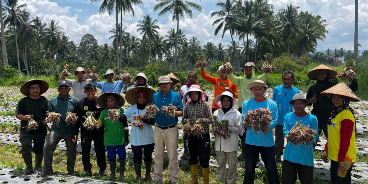 Wawako Payakumbuh Panen Bawang Bersama Petani di Koto Panjang Payobasung