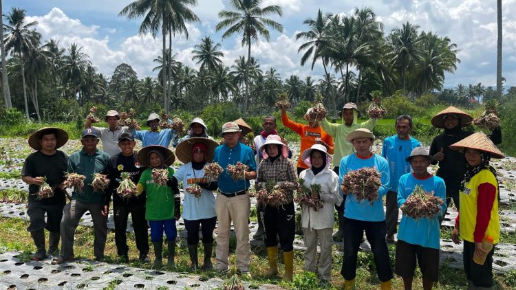 Wawako Payakumbuh Panen Bawang Bersama Petani di Koto Panjang Payobasung