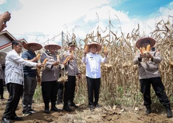 Panen Raya Jagung Serentak Kuartal II, Wujud Kolaborasi Perkuat Ketahanan Pangan di Payakumbuh