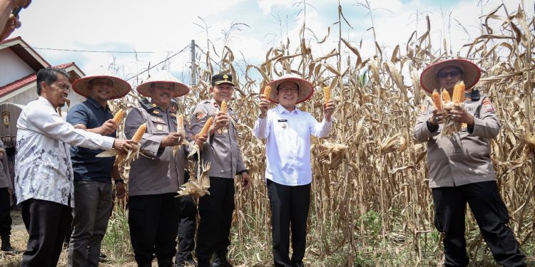 Panen Raya Jagung Serentak Kuartal II, Wujud Kolaborasi Perkuat Ketahanan Pangan di Payakumbuh