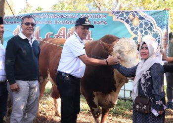 Presiden RI Serahkan Sapi Kurban ke Payakumbuh, Disalurkan ke 790 KK di Kelurahan Balai Panjang