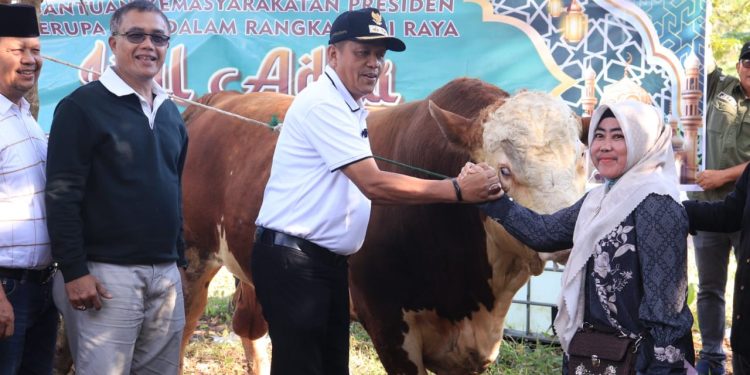 Presiden RI Serahkan Sapi Kurban ke Payakumbuh, Disalurkan ke 790 KK di Kelurahan Balai Panjang