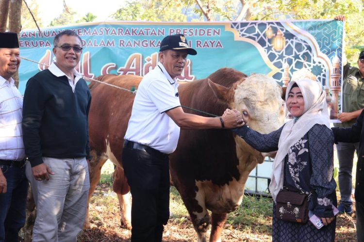 Presiden RI Serahkan Sapi Kurban ke Payakumbuh, Disalurkan ke 790 KK di Kelurahan Balai Panjang