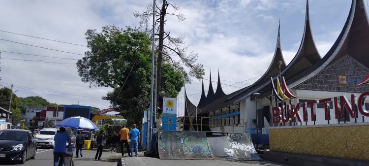 Pohon Besar “Dibotakin” DLH Bukittinggi