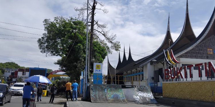 Pohon Besar “Dibotakin” DLH Bukittinggi