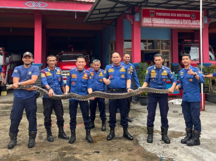 Petugas DPKP Bukittinggi Tancap Gas Evakuasi Ular Pyithon di Tabiang Barasok