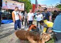 Lima Sapi, Satu Drama Pelarian pada Qurban PKS Bukittinggi