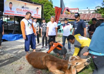 Lima Sapi, Satu Drama Pelarian pada Qurban PKS Bukittinggi