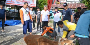 Lima Sapi, Satu Drama Pelarian pada Qurban PKS Bukittinggi