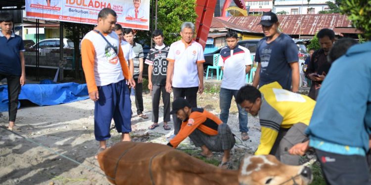 Lima Sapi, Satu Drama Pelarian pada Qurban PKS Bukittinggi