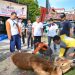 Lima Sapi, Satu Drama Pelarian pada Qurban PKS Bukittinggi