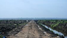 Karhutla Dharmasraya: LBH Padang Desak Usut Lahan Sawit. (Foto: Wikimedia Commons)