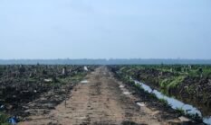 Karhutla Dharmasraya: LBH Padang Desak Usut Lahan Sawit