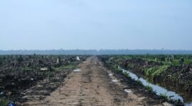 Karhutla Dharmasraya: LBH Padang Desak Usut Lahan Sawit. (Foto: Wikimedia Commons)