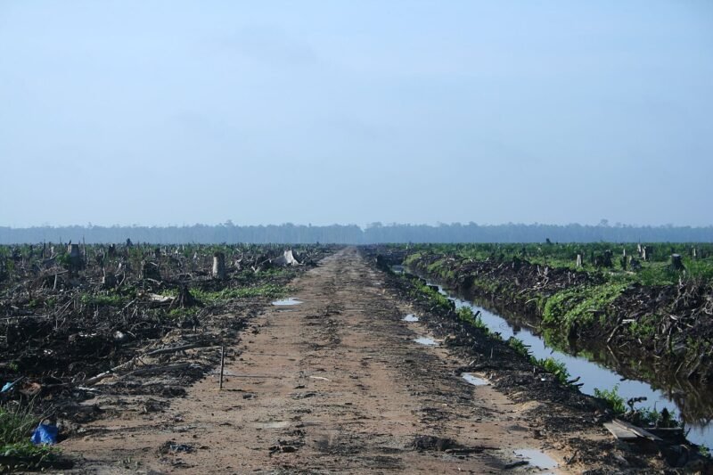 Karhutla Dharmasraya: LBH Padang Desak Usut Lahan Sawit. (Foto: Wikimedia Commons)