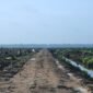 Karhutla Dharmasraya: LBH Padang Desak Usut Lahan Sawit. (Foto: Wikimedia Commons)