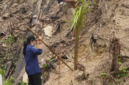 Sawit di Lahan Bekas Karhutla Dharmasraya Harus Ditindak. (Foto: Dok. Langgam.id)