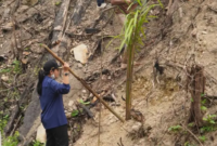 Sawit di Lahan Bekas Karhutla Dharmasraya Harus Ditindak. (Foto: Dok. Langgam.id)