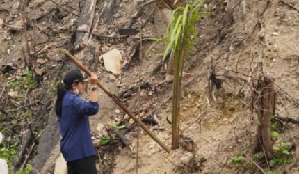 Sawit di Lahan Bekas Karhutla Dharmasraya Harus Ditindak
